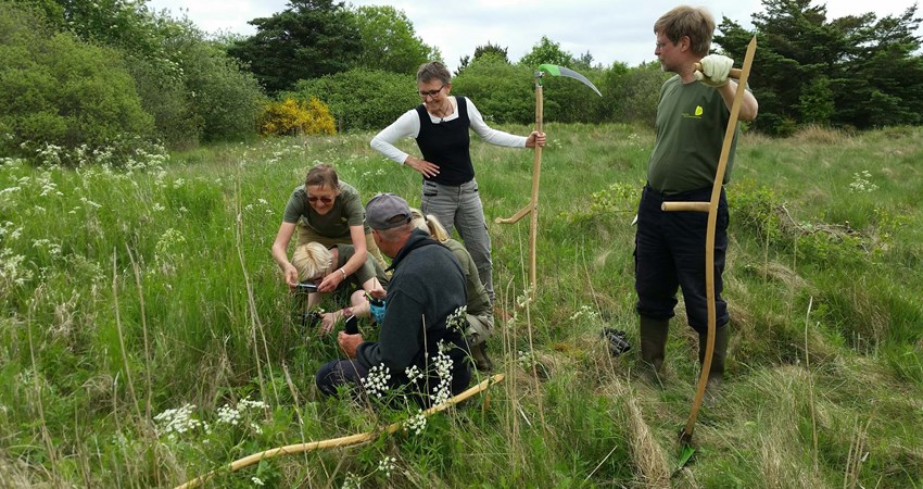 Naturplejetræf4 reduc.jpg