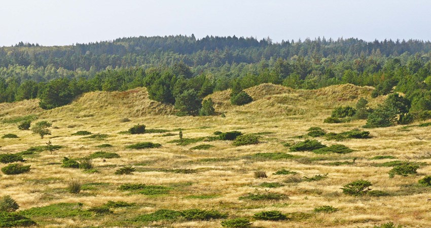 Foto 1 Udsigt fra Klim Bjerg mod nordøst. Åbent klitlandskab.jpg