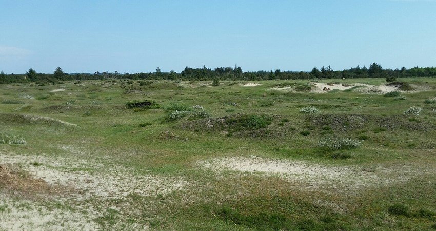 Klithede 62e Klim By, Klim - 2140 Kystklitter med dværgbuskevegation.jpg