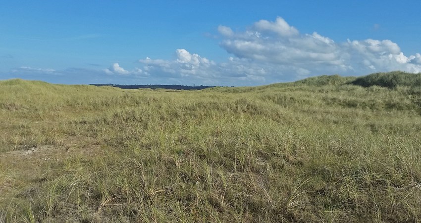 2130 Kystklit med urteagtig vegetation - Gråklit.jpg