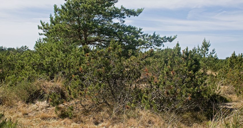 Nørremile kronedække reduc1.jpg