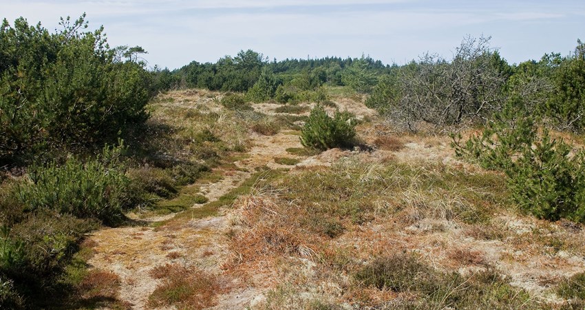 Nørremile på klitheden reduc1.jpg