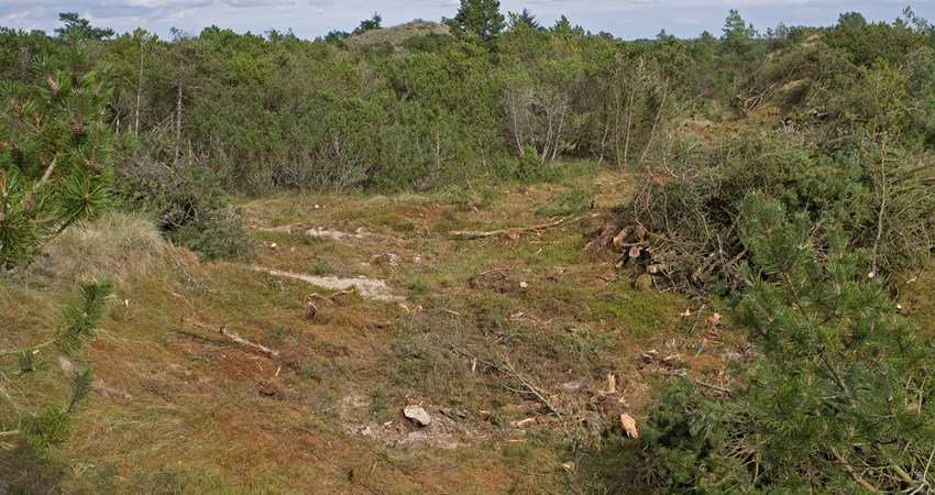 Arbejdet skrider frem - der ryddes et arbejdsspor.jpg