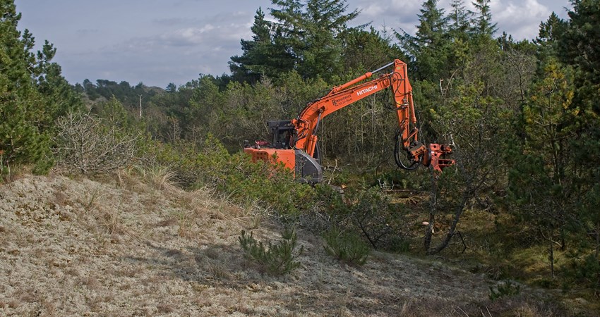 Arbejdet skrider frem - rydning af klitfyr.jpg