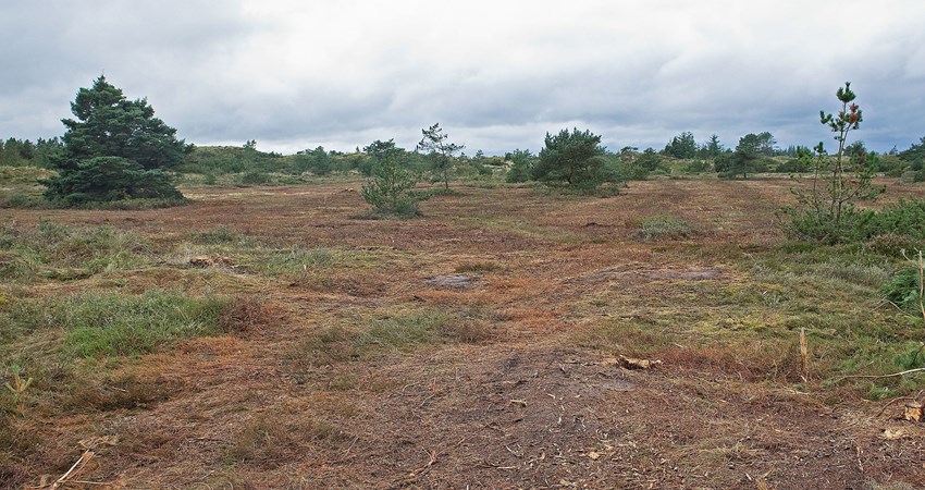 Lyngsletten ved Nørremiler1 reduc.jpg