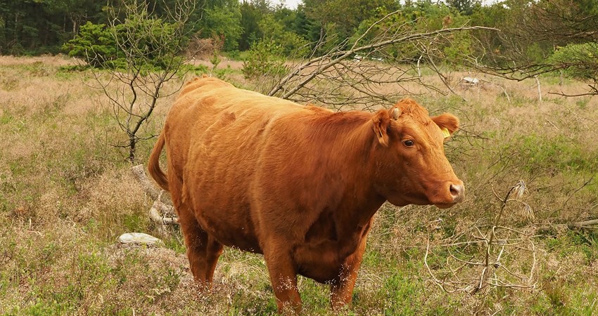 Grønt Guld 2019e.jpg