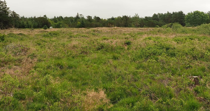 Grønt Guld 2019 areal_edited-1.jpg