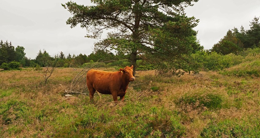 Grønt Guld 2019a.jpg
