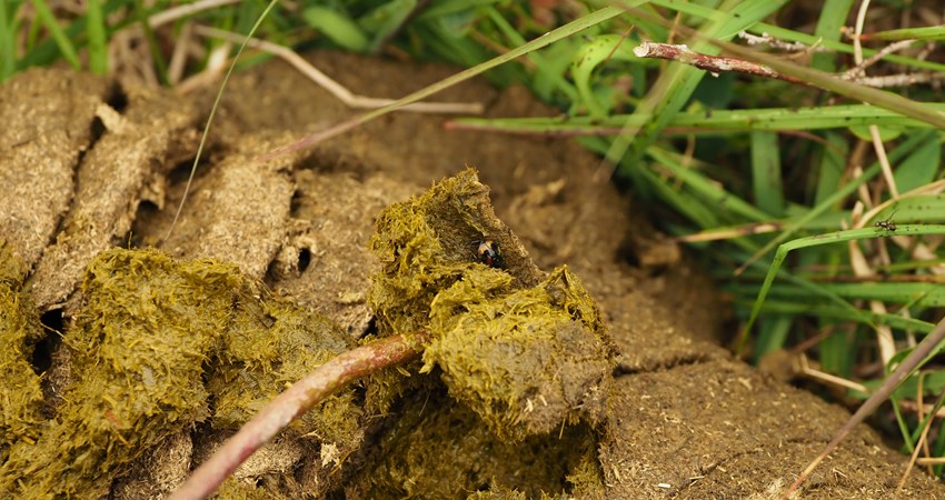 Grønt guld møjbille.JPG