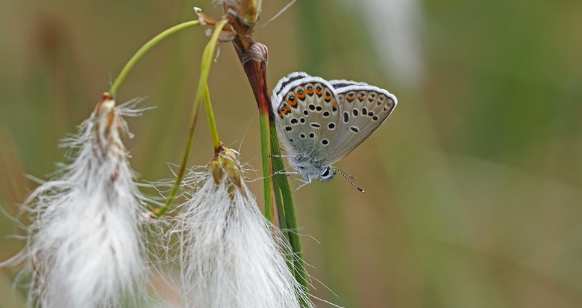 Smalbladet kæruld og foranderlig blåfugl.jpg (1)