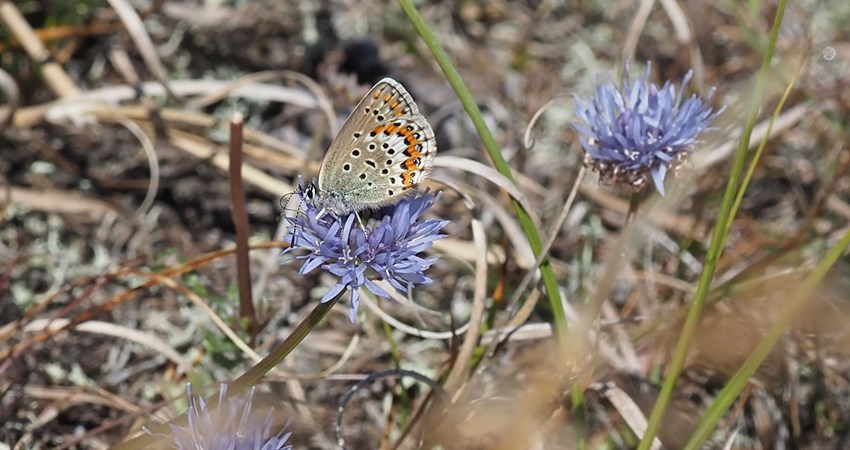 Foranderlig blåfugl fra Nørremiler på blåmunke.jpg