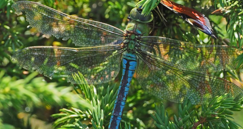 Nørremiler stor kejserguldsmed og dagpåfugleøje.jpg