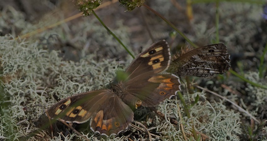 Nørremiler sandrandøje.jpg