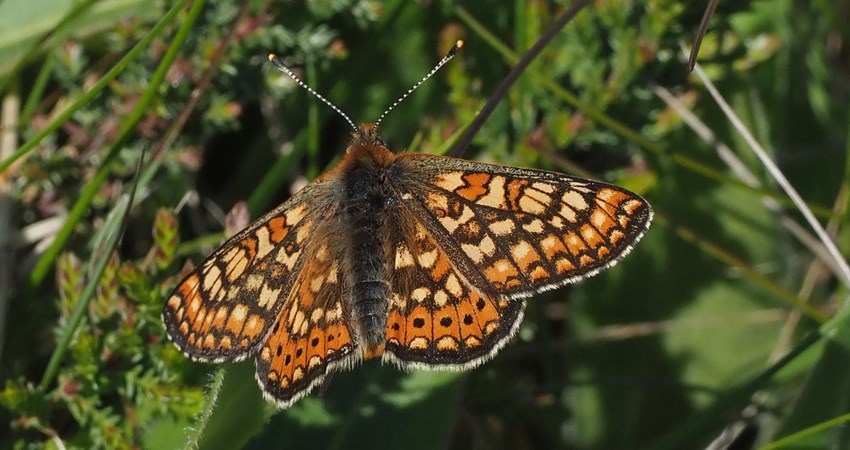 Hedepletvinge.jpg (1)