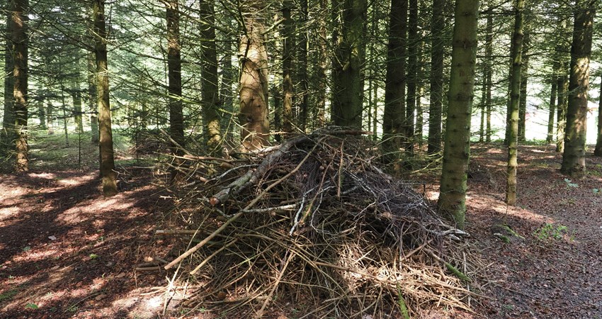 Gl Kjellerups skoven kvasbunke.jpg