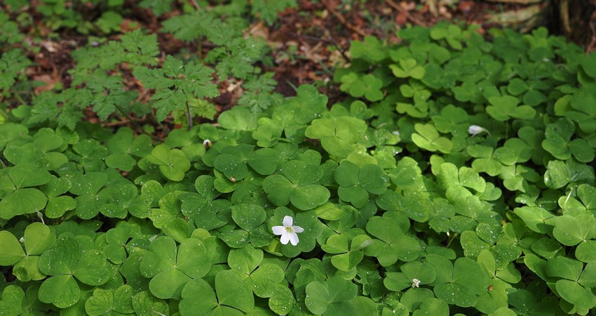 Skovbunden Gl Kjellerupsvej skov i maj skovsyre.jpg