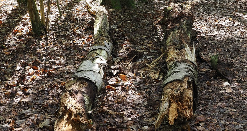 Skoven gl kjellerupsvej dødt ved.jpg