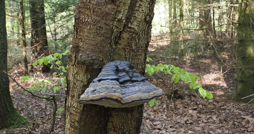 Skoven gl kjellerupsvej svamp.jpg