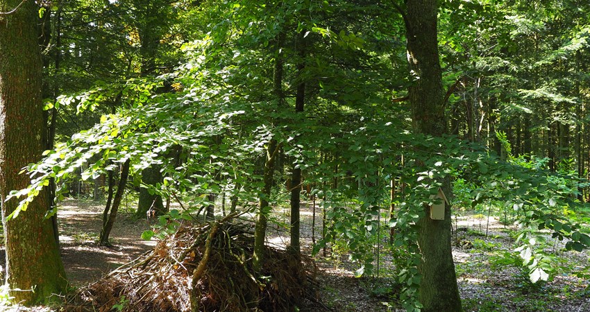 Skoven ved gl kjellerupsvej kvasbunke.jpg